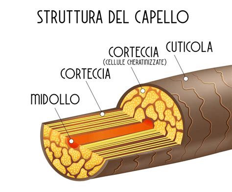 Struttura del capello danneggiata dai raggi UV