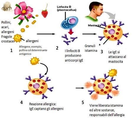 Diagramma del processo di reazione allergica IgE-mediata