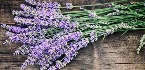 Fiori di lavanda e arance fresche, con una bottiglietta di tonico trasparente