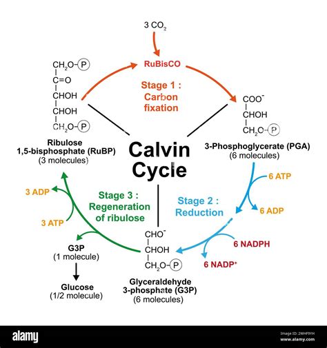 Diagramma che illustra l'azione sinergica di NeoGlucosamina, Retinolo e Peptidi sulla matrice cutanea