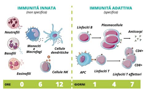 Ricerca sul melanoma e sistema immunitario