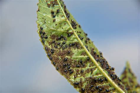 afidi neri su una foglia di pianta