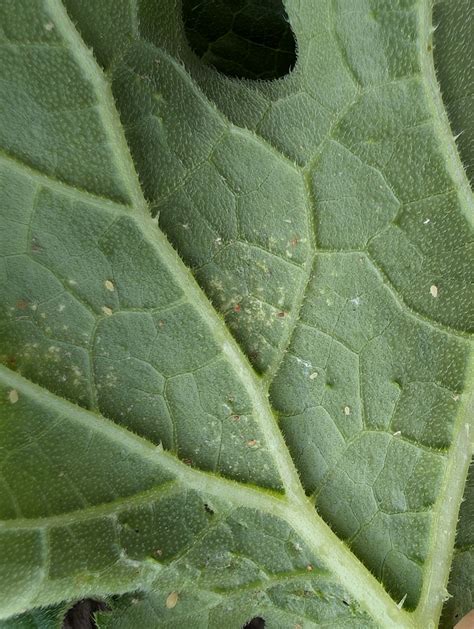 melata su una foglia di pianta