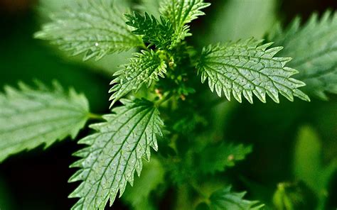pianta di ortica