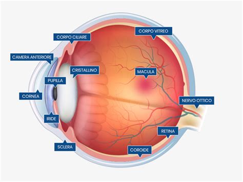 Schema anatomico dell'occhio umano con evidenziata la coroide