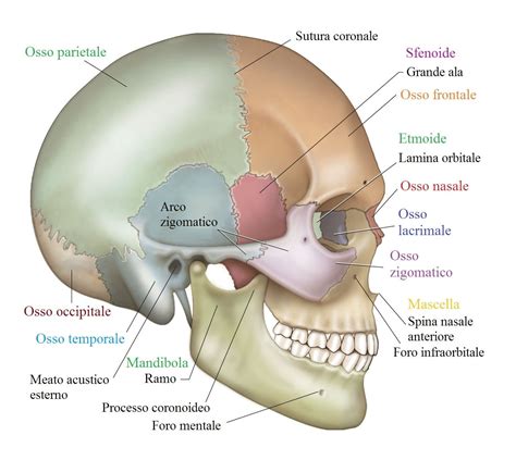 Rappresentazione anatomica degli zigomi nel viso