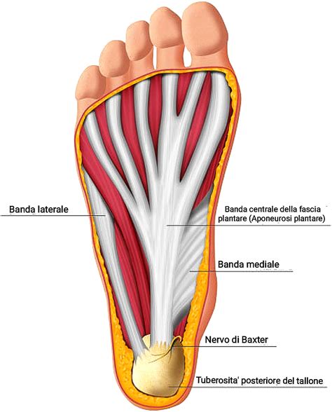 Illustrazione anatomica della fascia plantare