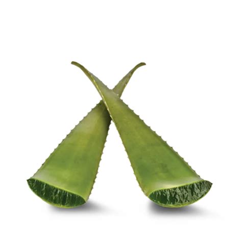 Immagine di una foglia di aloe vera e di cocco, ingredienti chiave per una maschera nutriente.