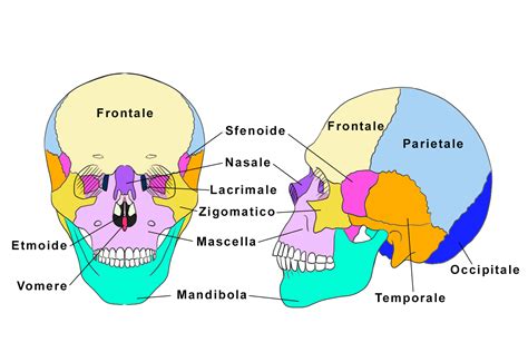 Scheletro del viso con evidenziate le ossa zigomatiche