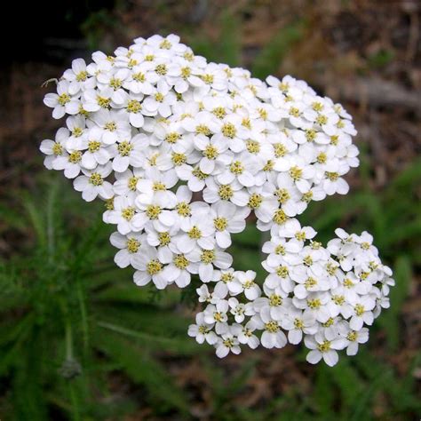 Achillea millefolium in fiore