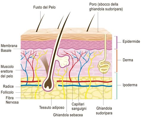 Schema del microcircolo cutaneo