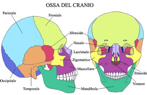 Schema anatomico del volto con evidenziate le aree zigomatiche e malari