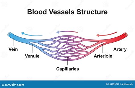 Schema che illustra i principali vasi sanguigni della regione zigomatica e i potenziali rischi di iniezione intravascolare