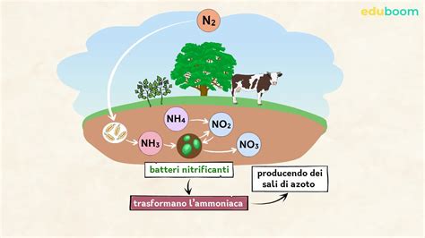 Schema che illustra il ciclo del sebo e il ruolo della biotina nel suo metabolismo