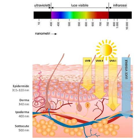 Diagramma del processo di melanogenesi e assorbimento dei raggi UV da parte della melanina