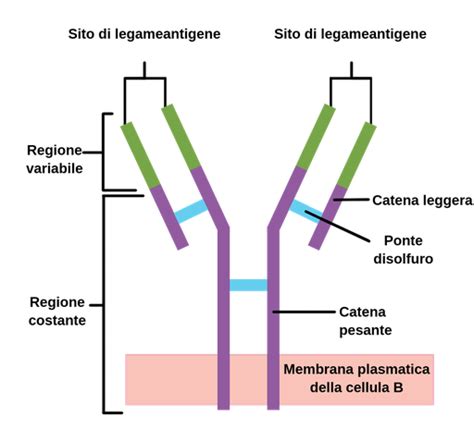 Struttura molecolare di un anticorpo IgE