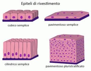Struttura del tessuto epiteliale