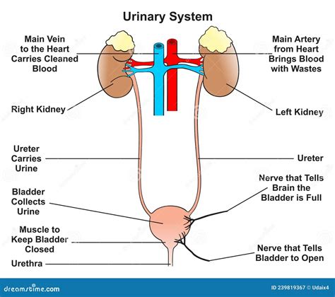 Diagramma del tratto urinario umano
