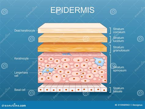 Stratigrafia dell'epidermide cutanea
