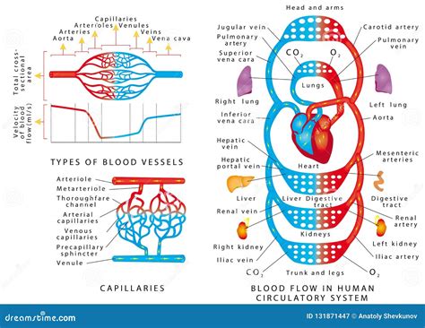 Schema della circolazione sanguigna migliorata dalla Centella Asiatica