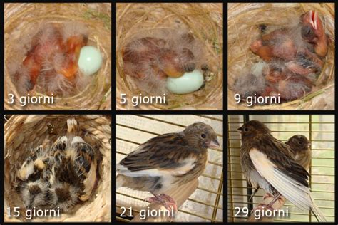 Uova di canarino in un nido