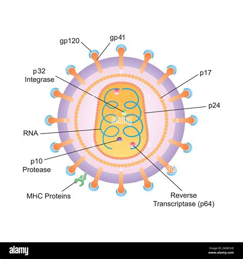 Illustrazione scientifica della struttura del virus SARS-CoV-2