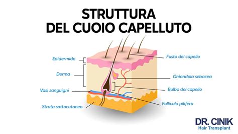 Diagramma che illustra l'azione del DHT sul follicolo pilifero