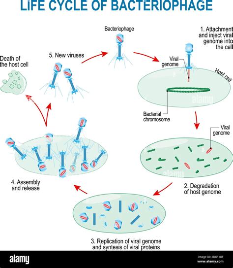 Diagramma del ciclo vitale del virus Varicella-Zoster