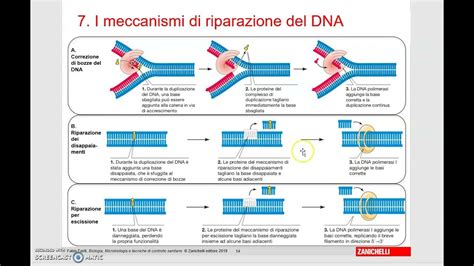 Schema del danno al DNA e dei meccanismi di riparazione cellulare