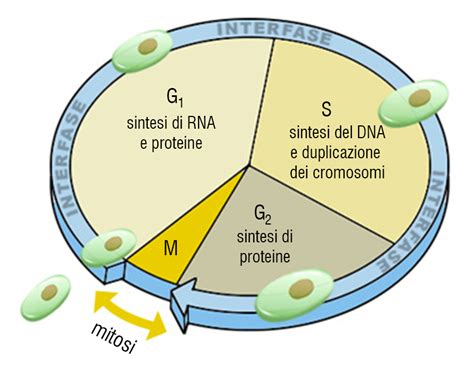 Diagramma che illustra il ciclo cellulare della pelle e il ruolo della Vitamina A