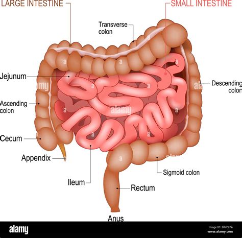 Diagramma del legame intestino-pelle