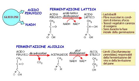 Processo di fermentazione batterica per la produzione di acido ialuronico