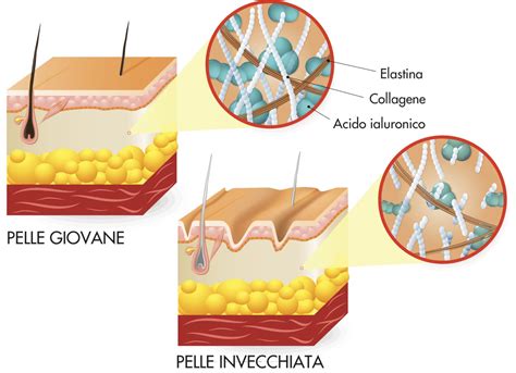 Illustrazione che mostra la sinergia tra acido ialuronico e collagene nella pelle