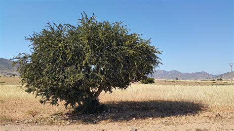 Albero di Argan in Marocco