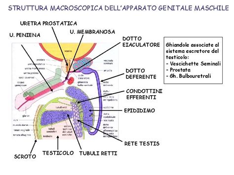 diagramma anatomia pene maschile