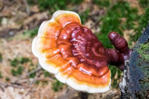 Fungo Reishi