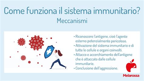 Diagramma del sistema immunitario che reagisce a un antigene alimentare