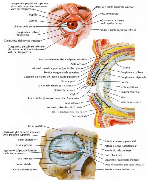 Anatomia dell'orbita e delle palpebre