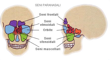 Diagramma che illustra i diversi tipi di seni paranasali nel cranio