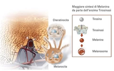 Schema del processo di melanogenesi e il ruolo della tirosinasi
