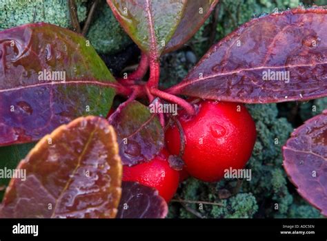 Foglie di Gaultheria procumbens