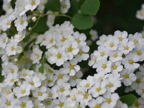 Fiori della Spiraea ulmaria (Regina dei prati)