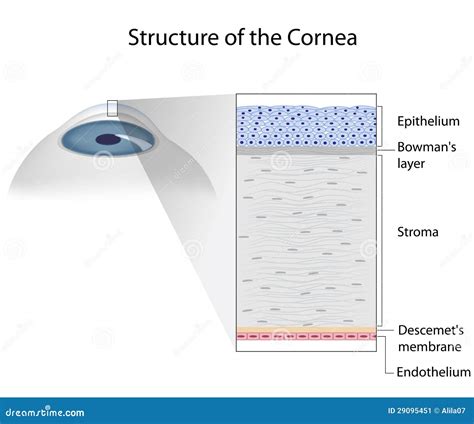Struttura della cornea umana con evidenziato l'epitelio