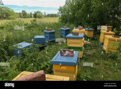 Alveari in un paesaggio naturale