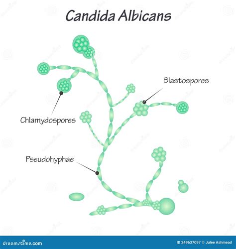 Illustrazione microscopica di Candida albicans