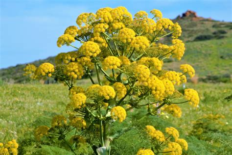 Pianta di Ferula