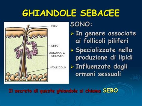 Illustrazione anatomica delle ghiandole sebacee e dei follicoli piliferi sulla pelle