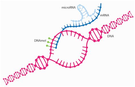 Struttura di un microRNA