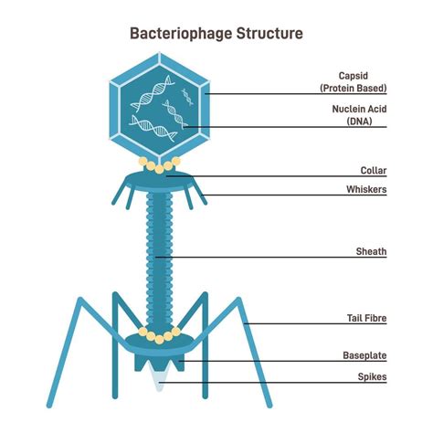 Schema che illustra l'azione dei batteriofagi contro i batteri patogeni
