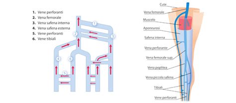 schema circolazione venosa arti inferiori